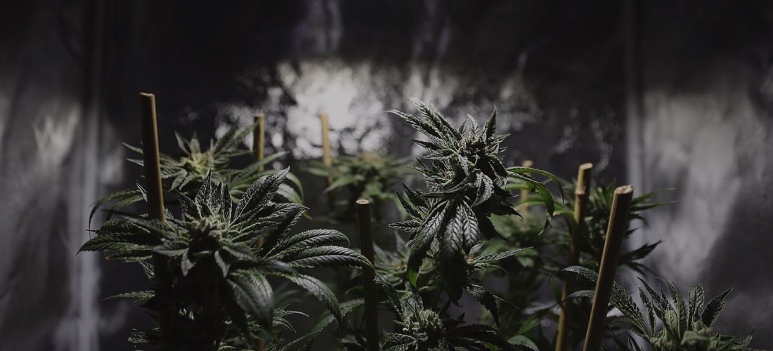 Cannabis Rising: Ensuring Workplace Safety as Marijuana Usage Soars